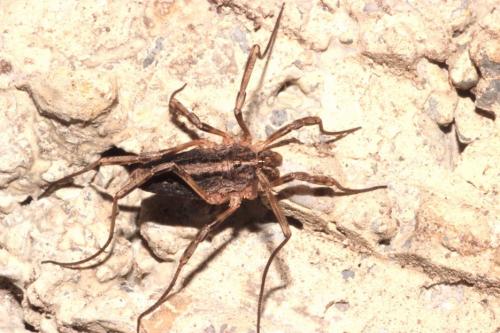 Odiellus troguloides